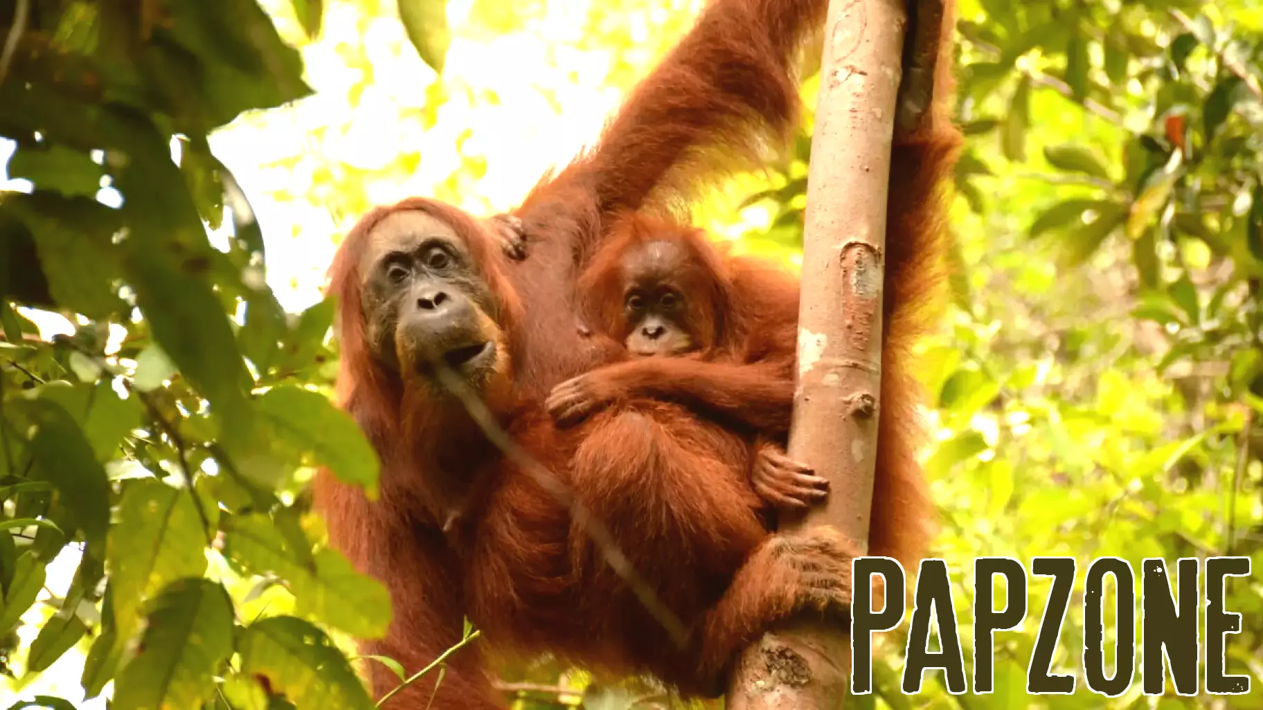 Diverse Parenting Styles Among Sumatran Orangutan Mothers
