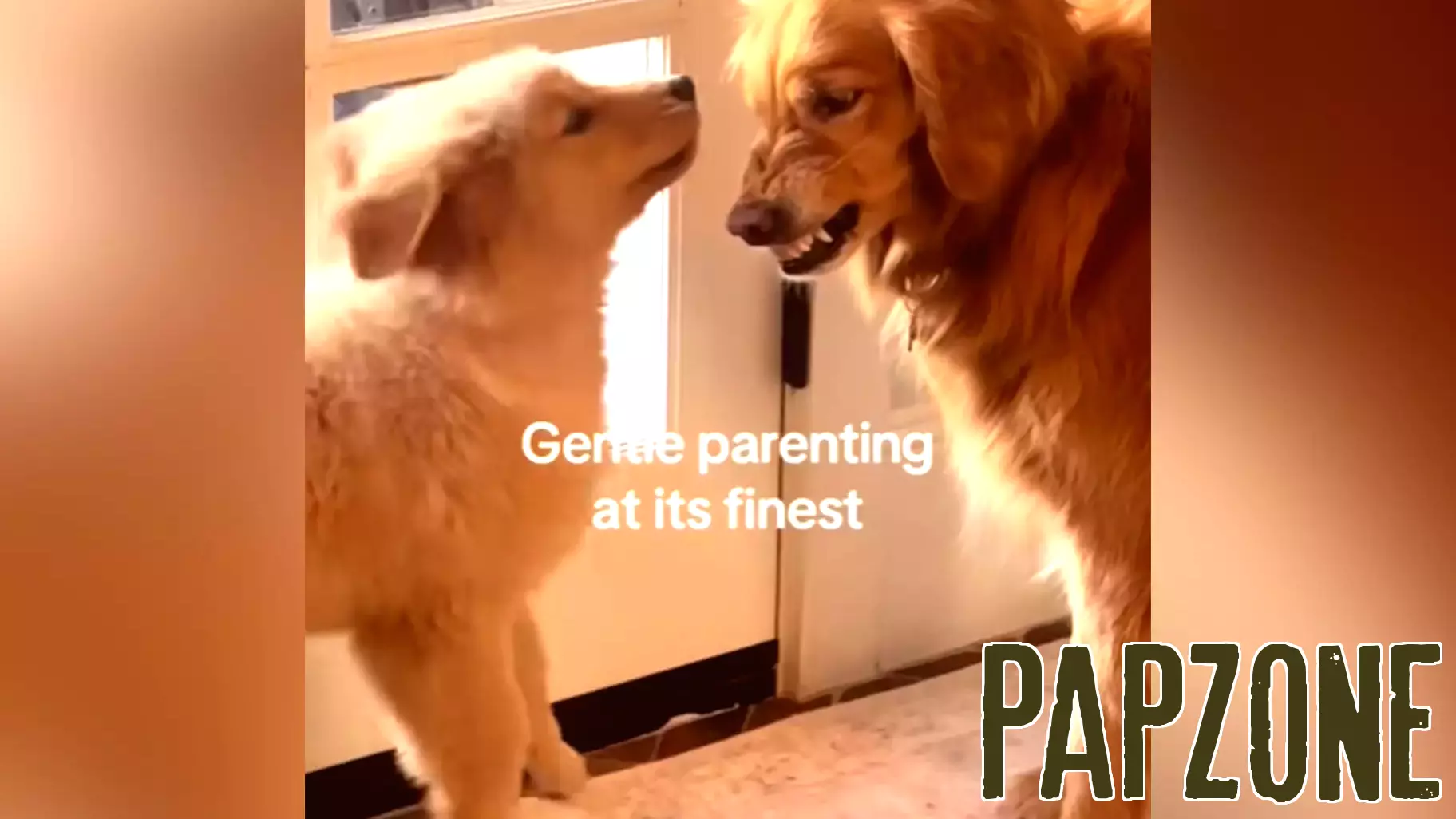 Golden Retriever's Adorable Attempt at Gentle Parenting