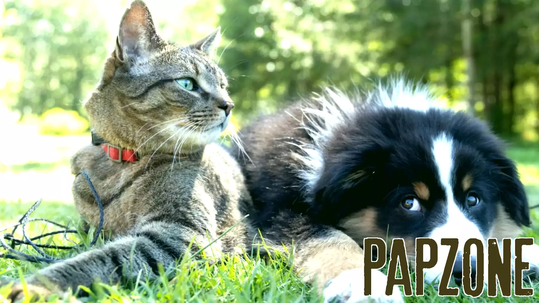 Pet Parenting vs Actual Parenting: A Growing Shift in Priorities