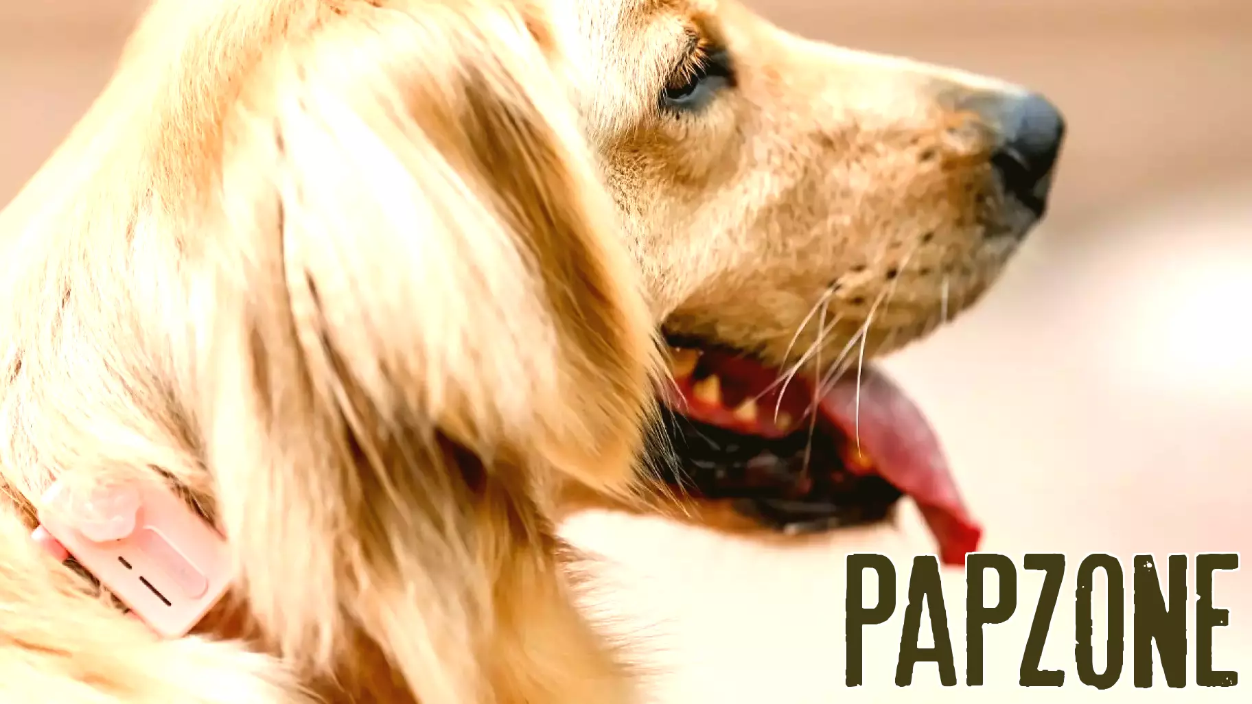 Revolutionizing Pet Care: A Smart Device for Modern Pet Parents