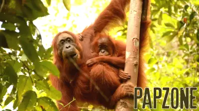 Diverse Parenting Styles Among Sumatran Orangutan Mothers