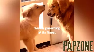 Golden Retriever's Adorable Attempt at Gentle Parenting