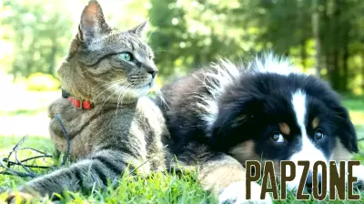 Pet Parenting vs Actual Parenting: A Growing Shift in Priorities