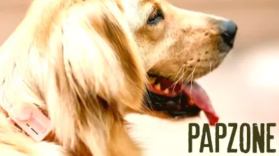 Revolutionizing Pet Care: A Smart Device for Modern Pet Parents