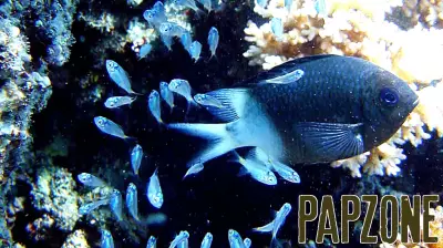 Unique Parenting Behavior Observed in Damselfish